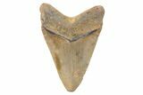 4.32" Fossil Megalodon Tooth - North Carolina - #202192-1